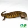 baby blue tongue skink for sale