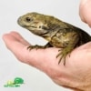 baby Rhino iguana