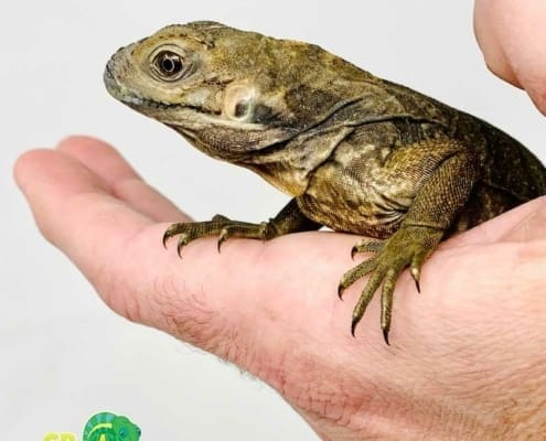 baby Rhino iguana