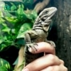 baby rhino iguana for sale