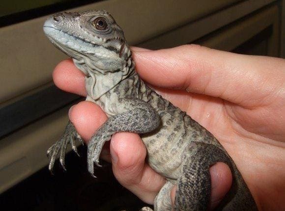 rhino iguana for sale