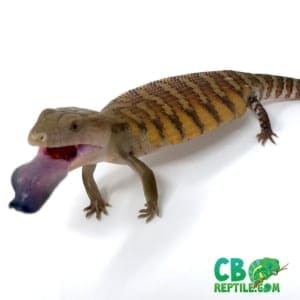 blue tongue skink breeders