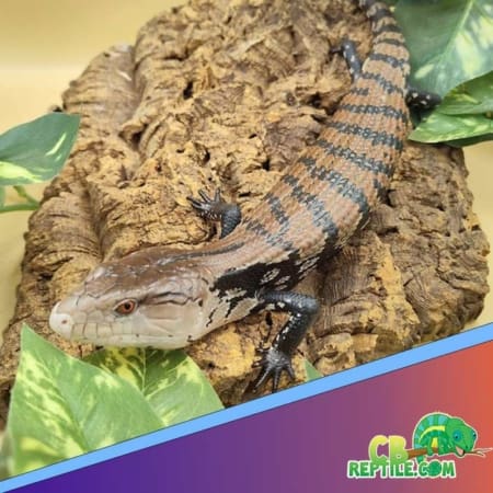 blue tongue skink for sale