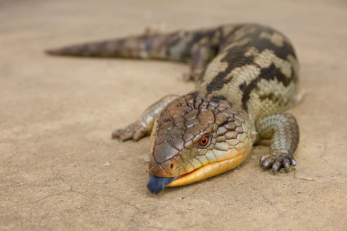 blue tongue skink for sale.