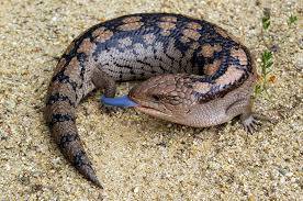 blue tongue skinks for sale