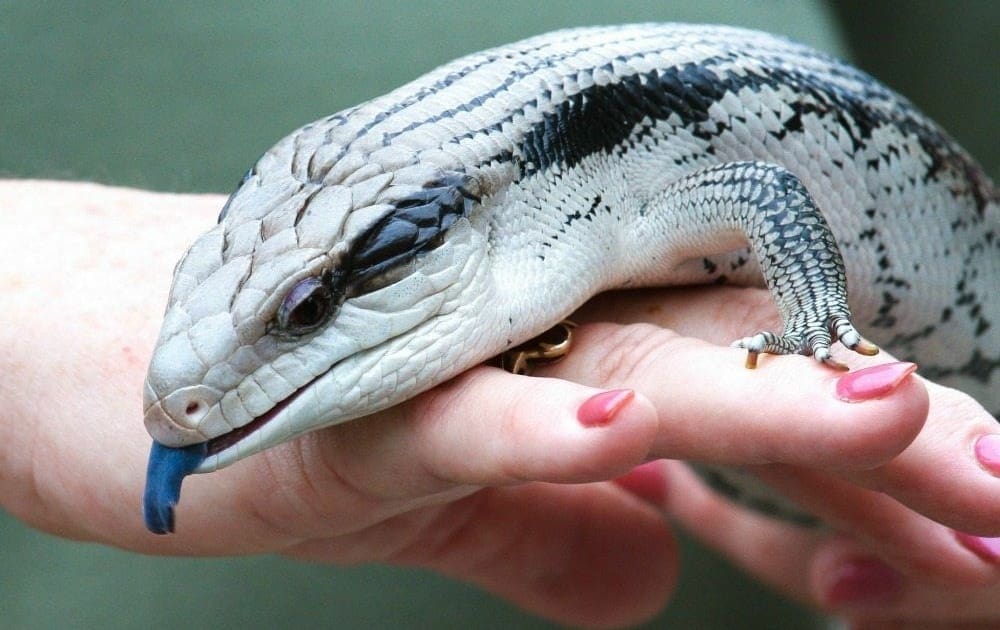 blue tongue skink for sale