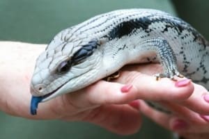 blue tongue skink for sale