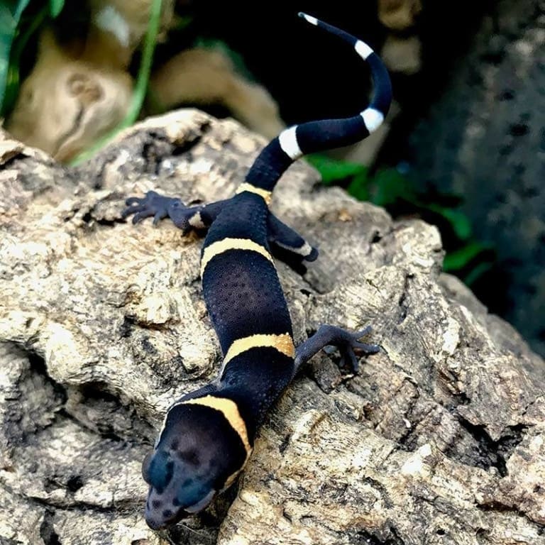 Chinese Cave Geckos for sale Baby Chinese Cave gecko for sale online