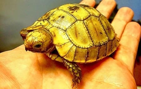 elongated tortoise sale