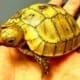 elongated tortoise sale