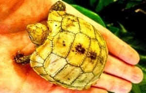 elongated tortoises for sale