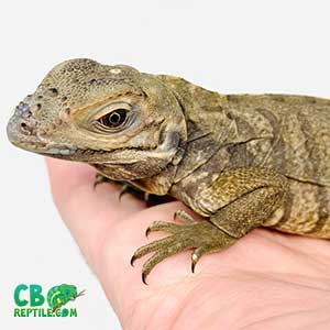 Iguanas for sale