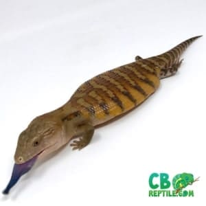 northern Blue tongue skink