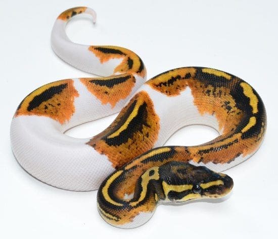 pie bald ball python for sale