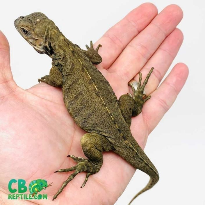 Iguana Diet and Iguana Food list What to feed iguanas in captivity