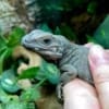 rhino iguana for sale