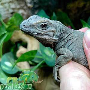 rhino iguana for sale