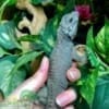 rhino iguanas for sale