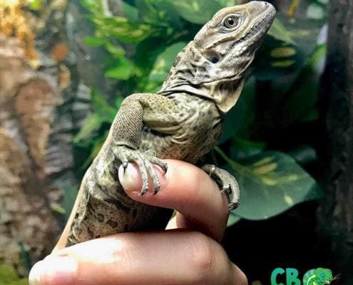 rhino iguanas for sale