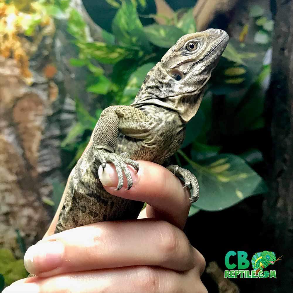 rhino iguanas for sale