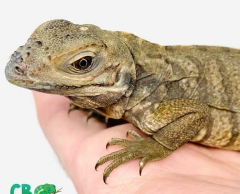 Rhino Iguanas for sale