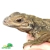 Rhinoceros iguana breeders