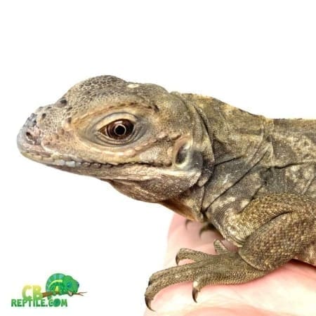 Rhinoceros iguana breeders