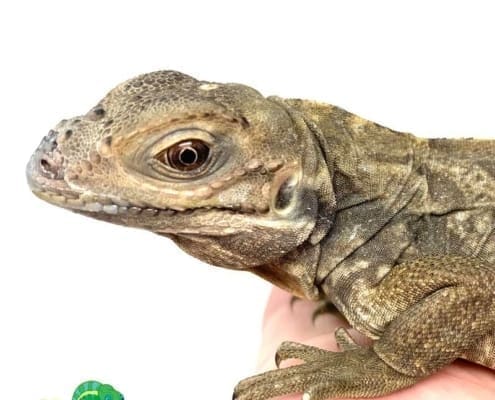 Rhinoceros iguana breeders