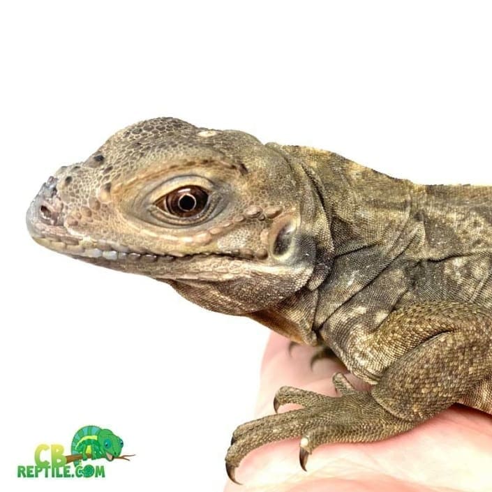 Rhino iguana for sale baby rhinoceros iguanas for sale near me