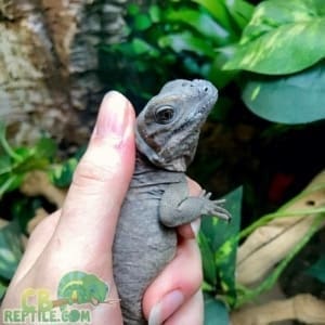 rhinoceros iguana for sale