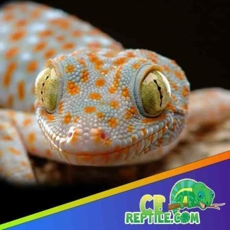 Tokay gecko cost