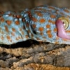 tokay geckos for sale