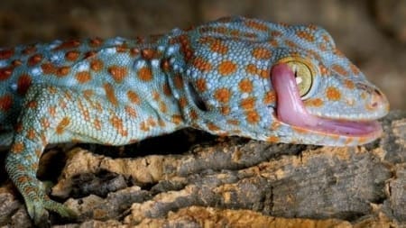 tokay geckos for sale