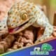 Tokay gecko for sale