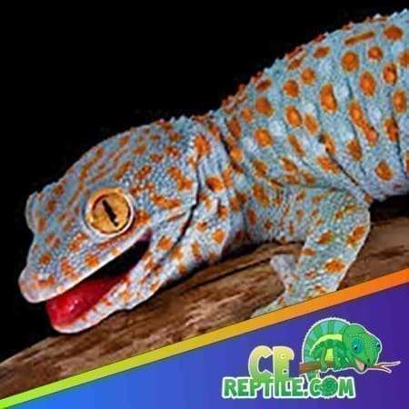 tokay gecko price