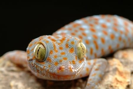 tokay gecko for sale