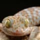 tokay gecko for sale