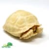 Albino Sulcata tortoise for sale