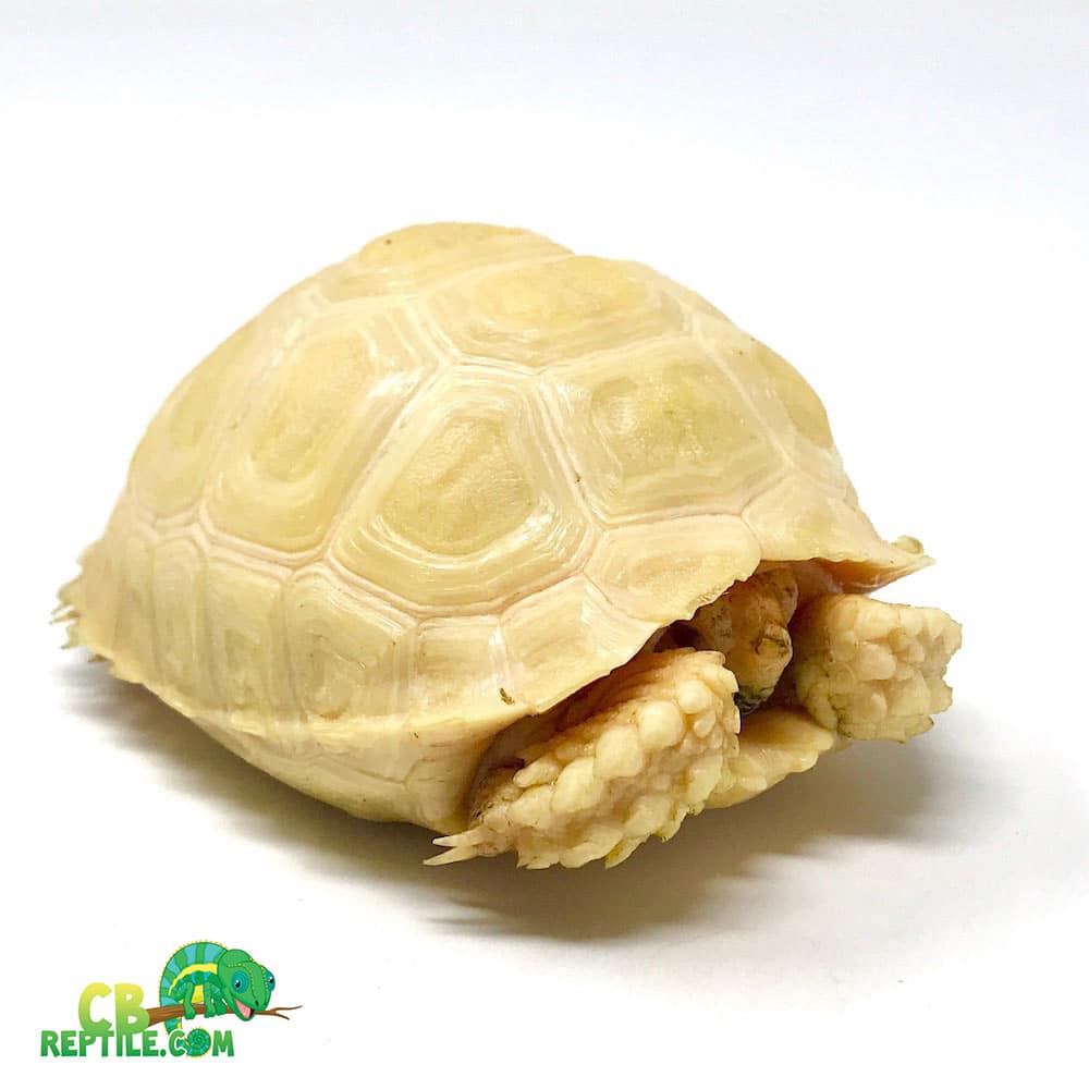 Albino Sulcata tortoise