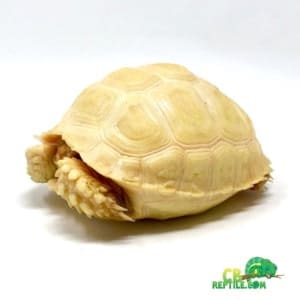 Albino Sulcata tortoises