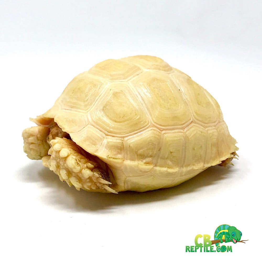 Albino Sulcata tortoise