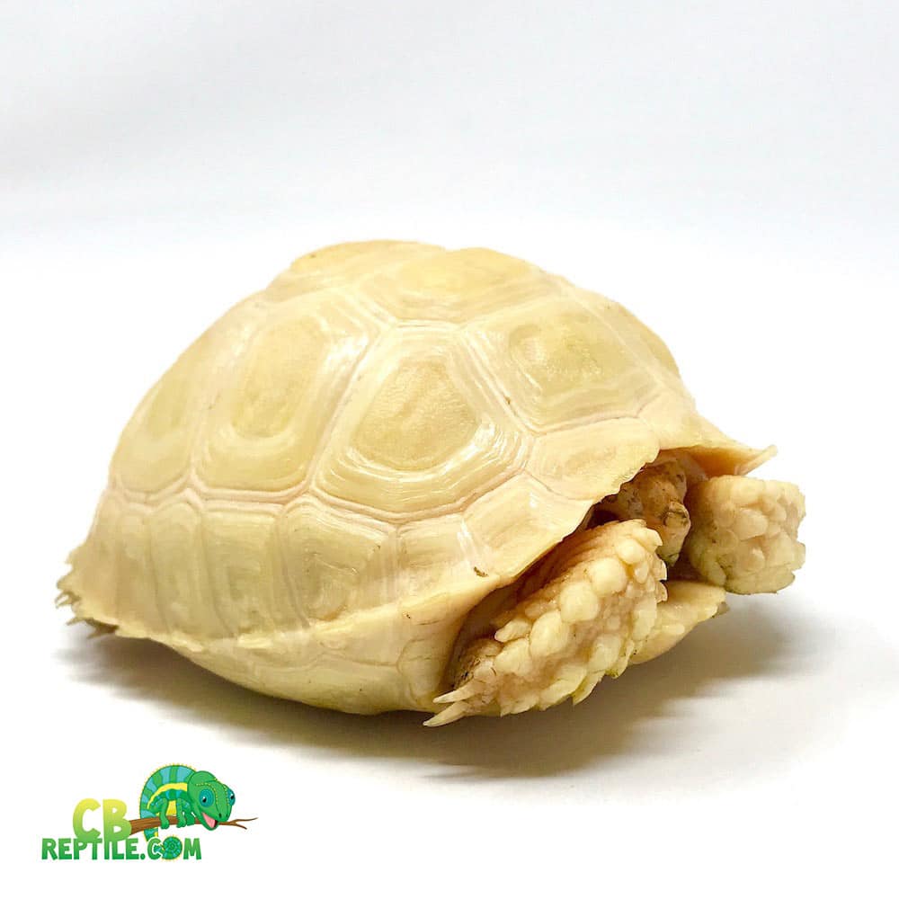 Albino Sulcata tortoise price