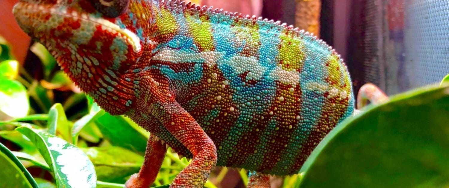 Ambilobe panther chameleon for sale