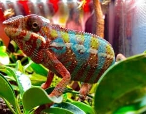 Ambilobe panther chameleon for sale