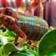 Ambilobe panther chameleon for sale