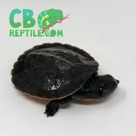 Pink belly Snapping Turtle