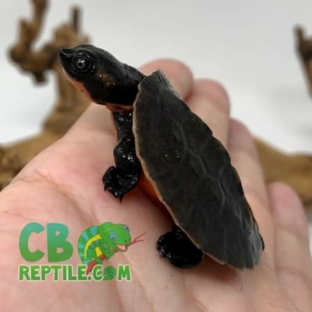 Pink Belly Snapping turtle for sale