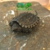 Snapping Turtle for sale