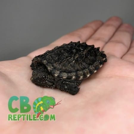 Snapping Turtle