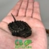 Snapping Turtle for sale